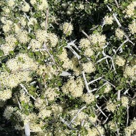 Photo of the plant species Kermes Oak by @ChosenBeech named Aristotle on Greg, the plant care app