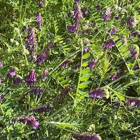 Photo of the plant species Tufted Vetch by @ChosenBeech named Gobi on Greg, the plant care app