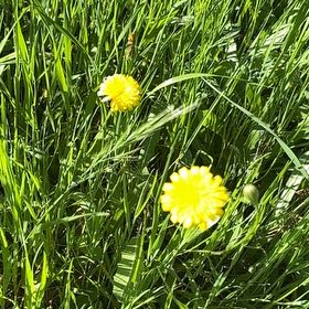 Photo of the plant species Cat's Ear by @ChosenBeech named Sir Plancelot on Greg, the plant care app