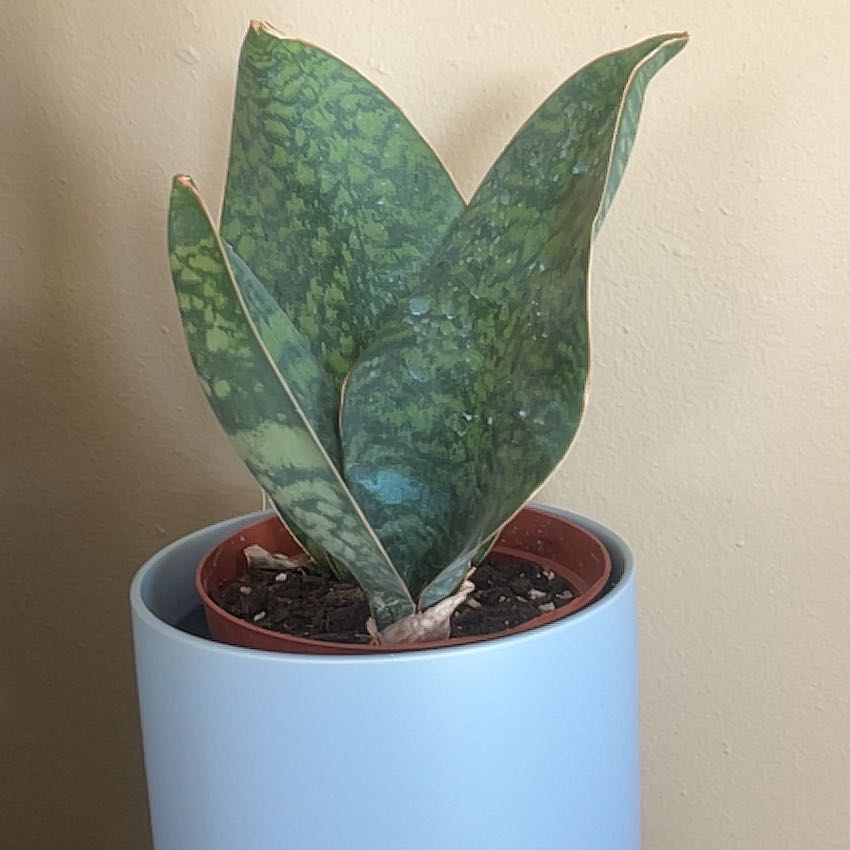 Photo of the plant species Sansevieria by @GreatLentil53 named Athena on Greg, the plant care app