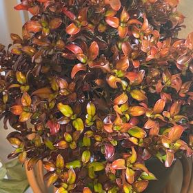 Photo of the plant species Coprosma 'Pina Colada' by @Halestorm named LiloStitch on Greg, the plant care app