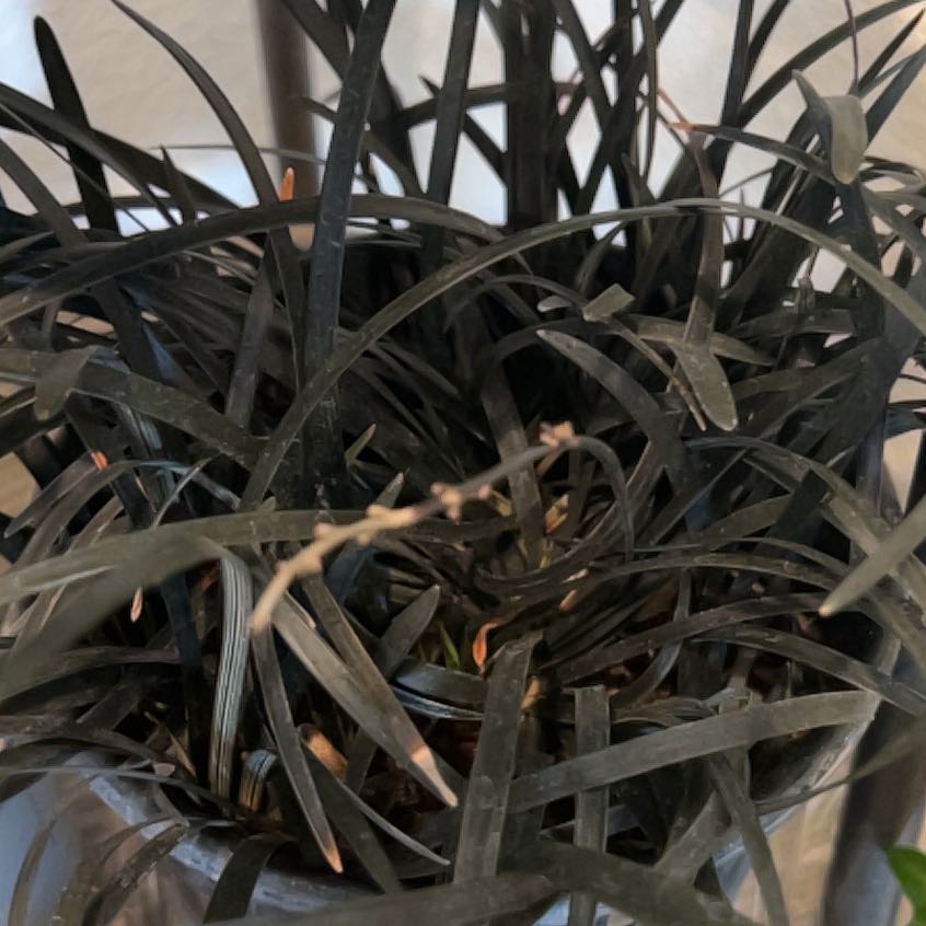 Photo of the plant species Black Mondo Grass by @Halestorm named Navajo on Greg, the plant care app
