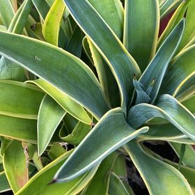 Photo of the plant species Foxtail Agave by @Halestorm named Mollie on Greg, the plant care app