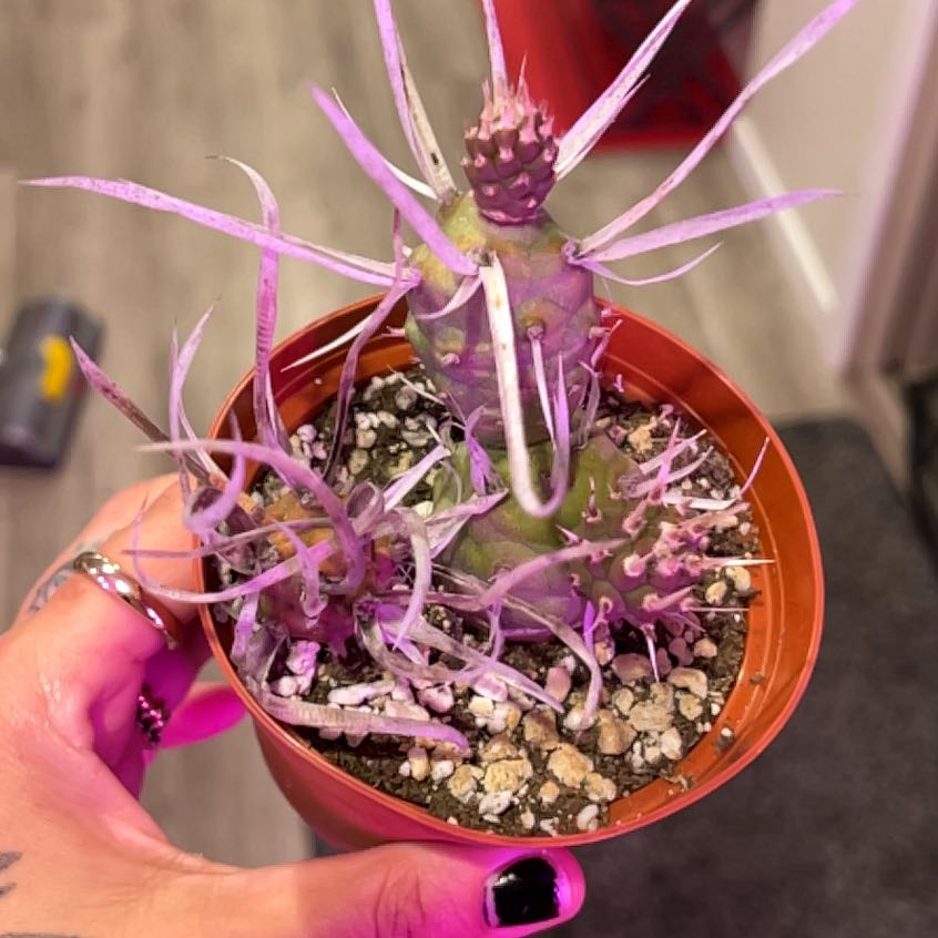 Photo of the plant species Tephrocactus by @Halestorm named Queen on Greg, the plant care app