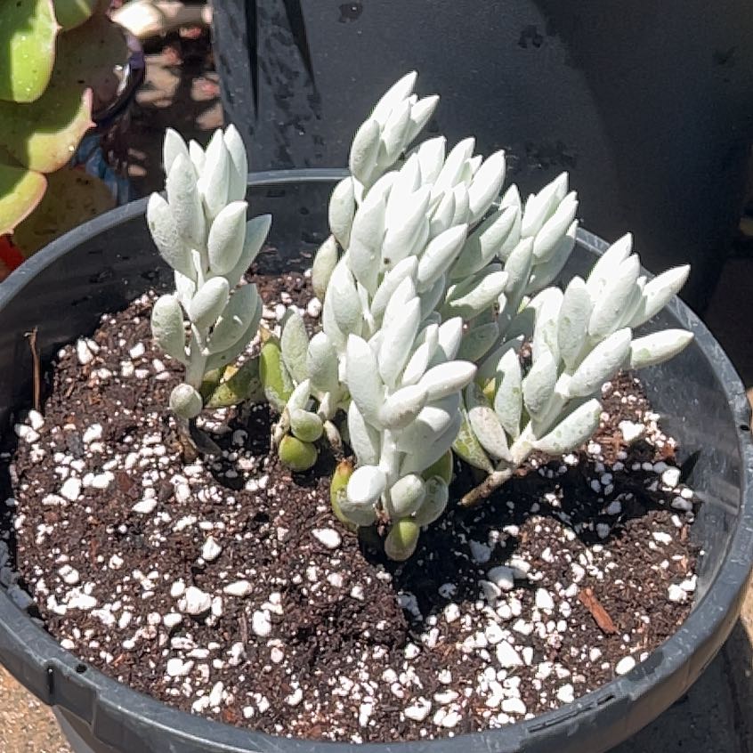 Photo of the plant species Woolly Senecio by @Halestorm named Gandalf the grey on Greg, the plant care app