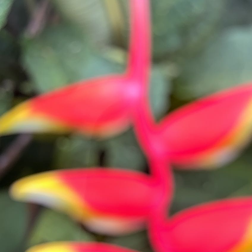 Photo of the plant species Hanging Lobster Claw by Lindy named Kardashian on Greg, the plant care app