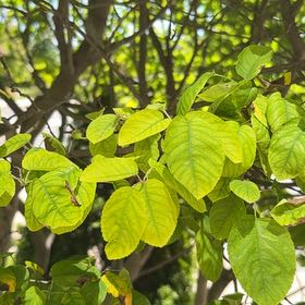 Photo of the plant species Quince by Lindy named Emerson on Greg, the plant care app