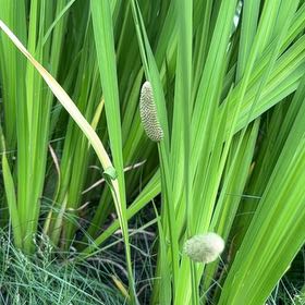 Photo of the plant species Sweet Flag by Lindy named Fernie Saunders on Greg, the plant care app