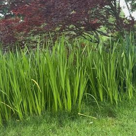 Photo of the plant species Yellow Iris by Lindy named Achilles on Greg, the plant care app