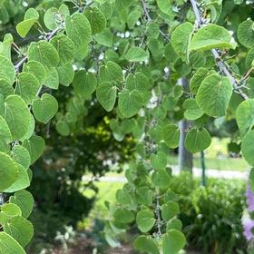 Photo of the plant species Quaking Aspen by Lindy named Harper on Greg, the plant care app