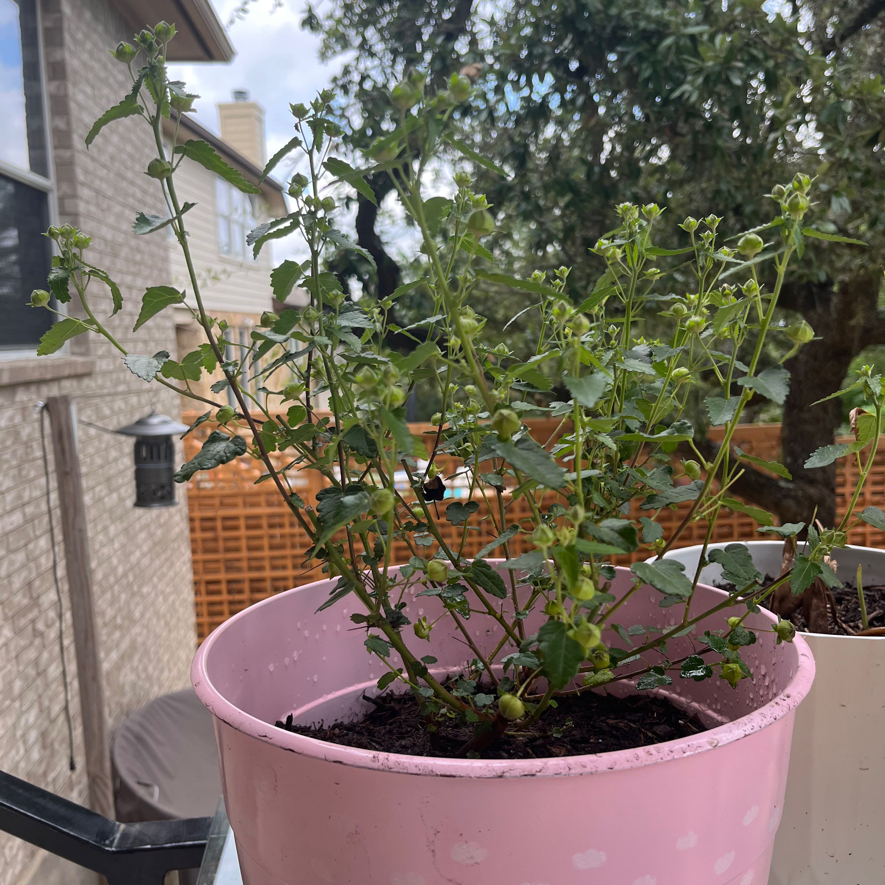 Plant care for Alderson Rushrose on Greg, the plant care app