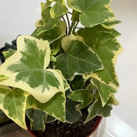 Photo of the plant species Gold Child Ivy by @SwiftAnacua96 named Spike Leaves on Greg, the plant care app