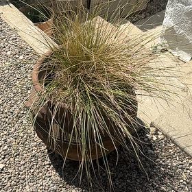 Photo of the plant species Atlas Fescue by @ManlyDeertongue named Zeus on Greg, the plant care app