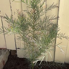 Photo of the plant species Willow Wattle by @ManlyDeertongue named Cleopatra on Greg, the plant care app