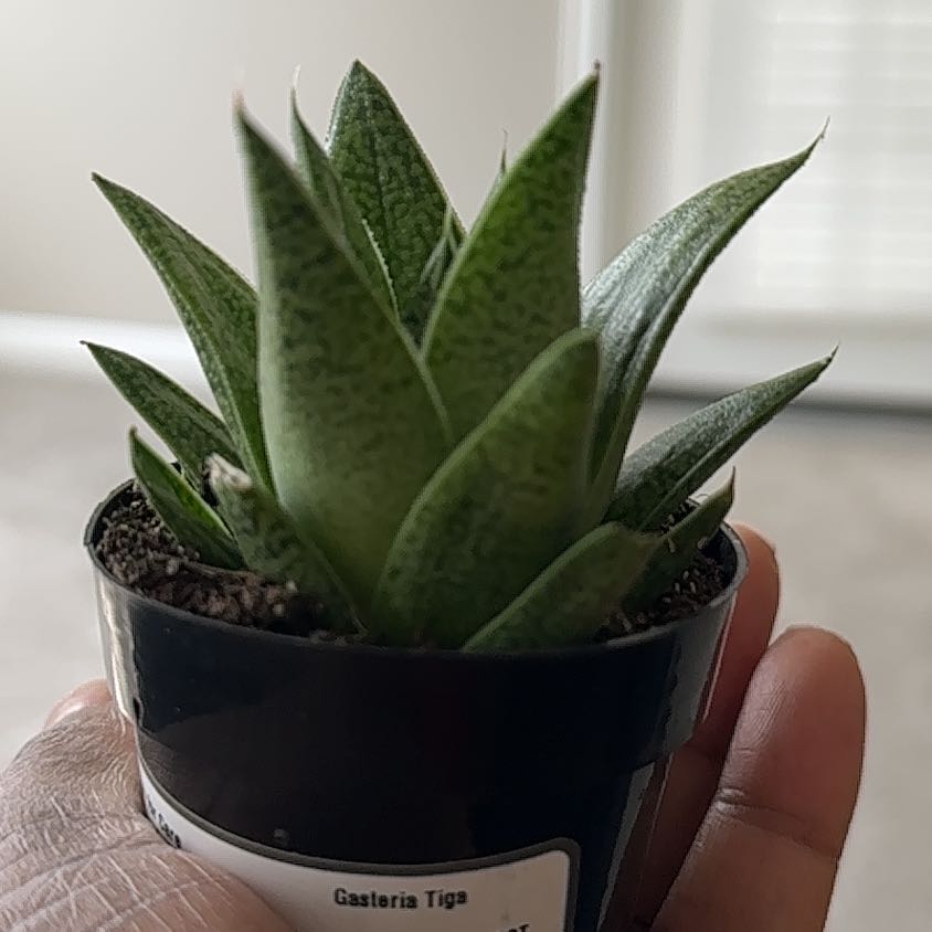 Photo of the plant species Gasteria Tiga by @ZarfCooperi51 named Treeyoncé on Greg, the plant care app