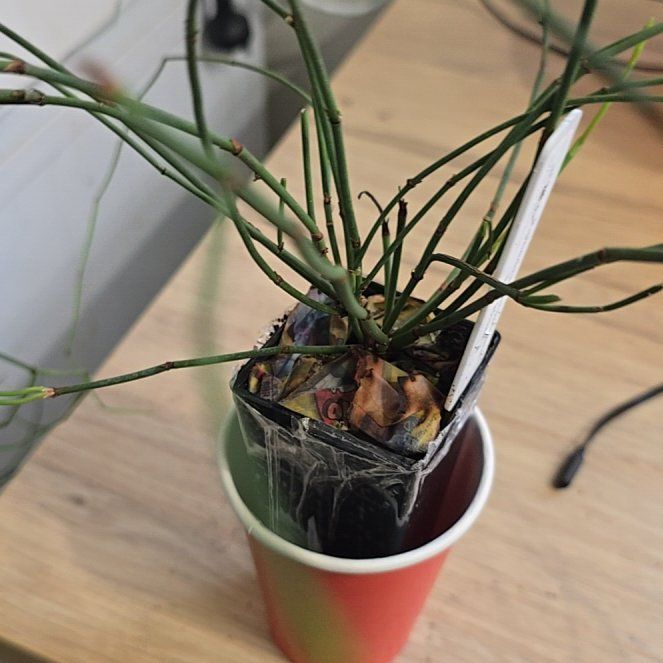 Photo of the plant species Ephedra gerardiana var. gerardiana by @VitalMikimiki21 named Mochi on Greg, the plant care app
