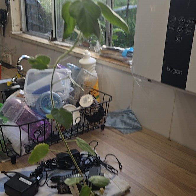 Photo of the plant species Ilima by @VitalMikimiki21 named Bella on Greg, the plant care app