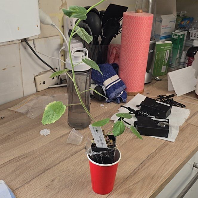 Photo of the plant species Ilima by @VitalMikimiki21 named Mollie on Greg, the plant care app