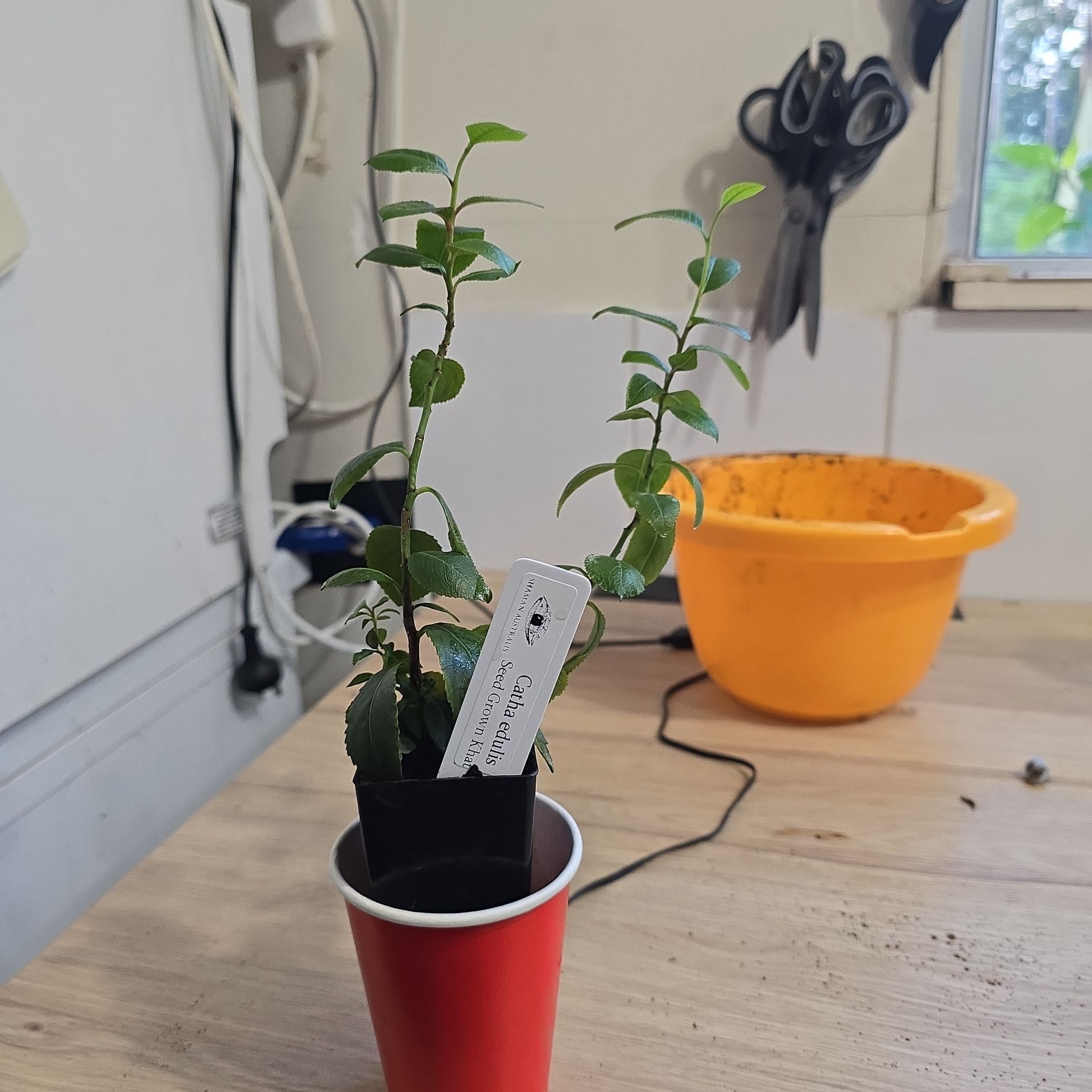 Photo of the plant species Khat by @VitalMikimiki21 named maya on Greg, the plant care app