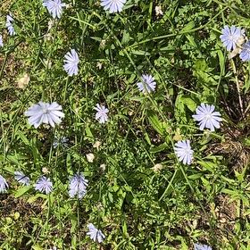 Photo of the plant species Chickory by @PeppyDodder17 named Keanu Leaves on Greg, the plant care app