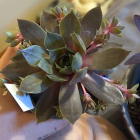 Photo of the plant species Compte De Congae Hens and Chicks by @SirBogarum45 named Curie on Greg, the plant care app