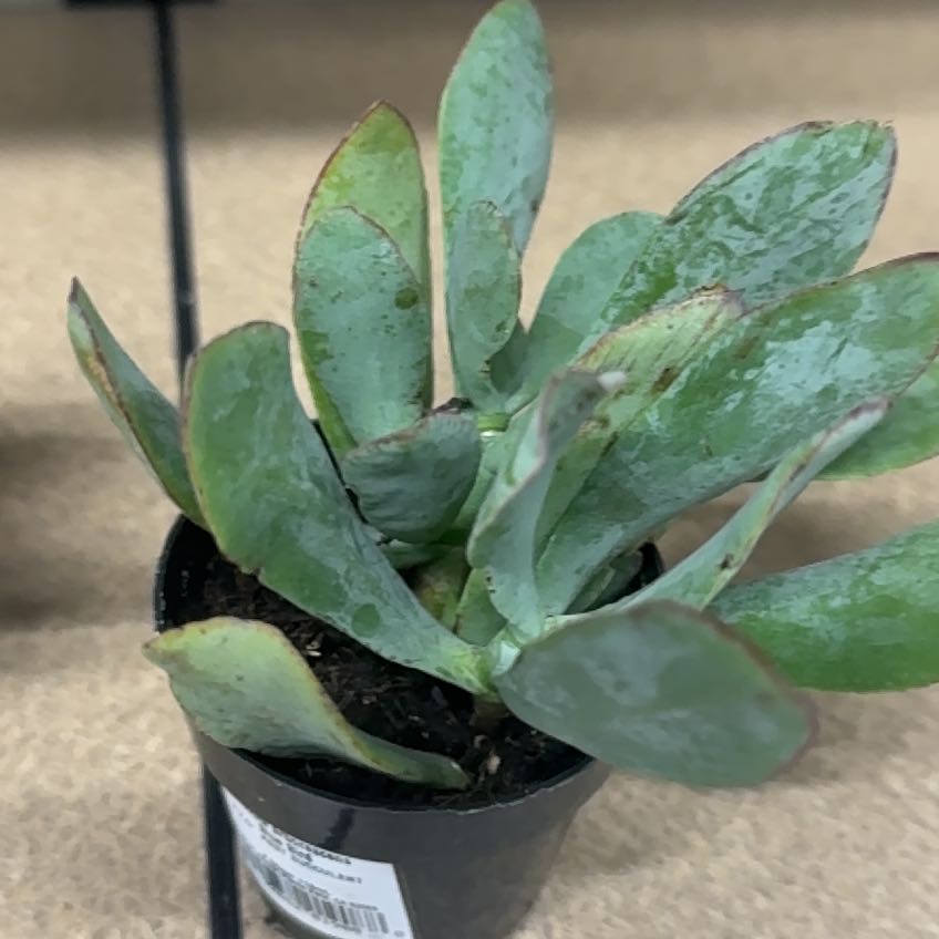 Photo of the plant species Crassula Blue Bird by @JovialAngelmoss named Homer on Greg, the plant care app