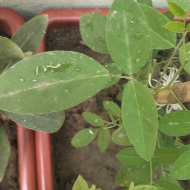 Photo of the plant species Butterfly Pea by @RegalBushhoya13 named Homer on Greg, the plant care app