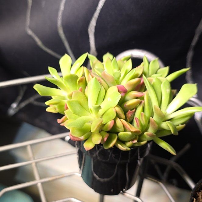 Photo of the plant species Mimicry Plant by @NiceRedpine55 named Stella on Greg, the plant care app