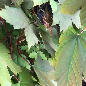 Photo of the plant species Italian Maple by @ZingMoss30 named Clooney on Greg, the plant care app