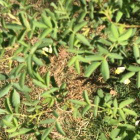 Photo of the plant species Smooth Rose by @ZingMoss30 named Stella on Greg, the plant care app