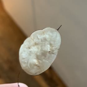 Photo of the plant species Annual Honesty by @CalmJubaea42 named Fernie Mac on Greg, the plant care app