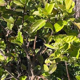 Photo of the plant species Sweet Arrowwood by @CalmJubaea42 named Rosa on Greg, the plant care app