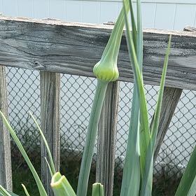 Photo of the plant species Leeks by @xxfiirelightxx named Sonora on Greg, the plant care app