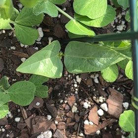 Photo of the plant species Red Noodle Yardlong Bean by @xxfiirelightxx named The Last One on Greg, the plant care app
