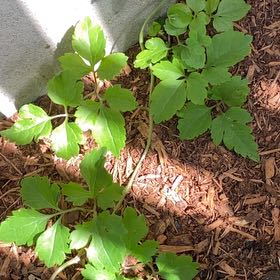 Photo of the plant species Yellowroot by @FabIcarus83 named Beckham on Greg, the plant care app