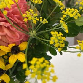 Photo of the plant species Golden Alexanders by @FabIcarus83 named Apollo on Greg, the plant care app