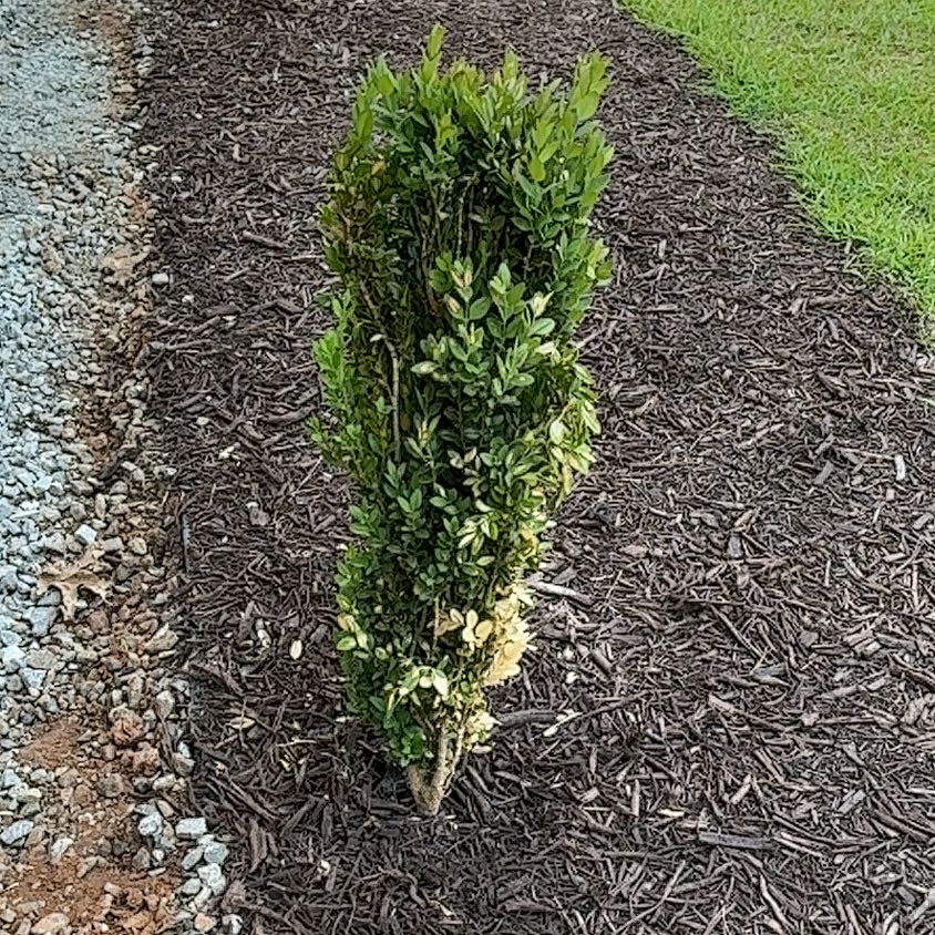 Photo of the plant species Graham Blandy Boxwood by @ProudQuince54 named Robert Plant on Greg, the plant care app