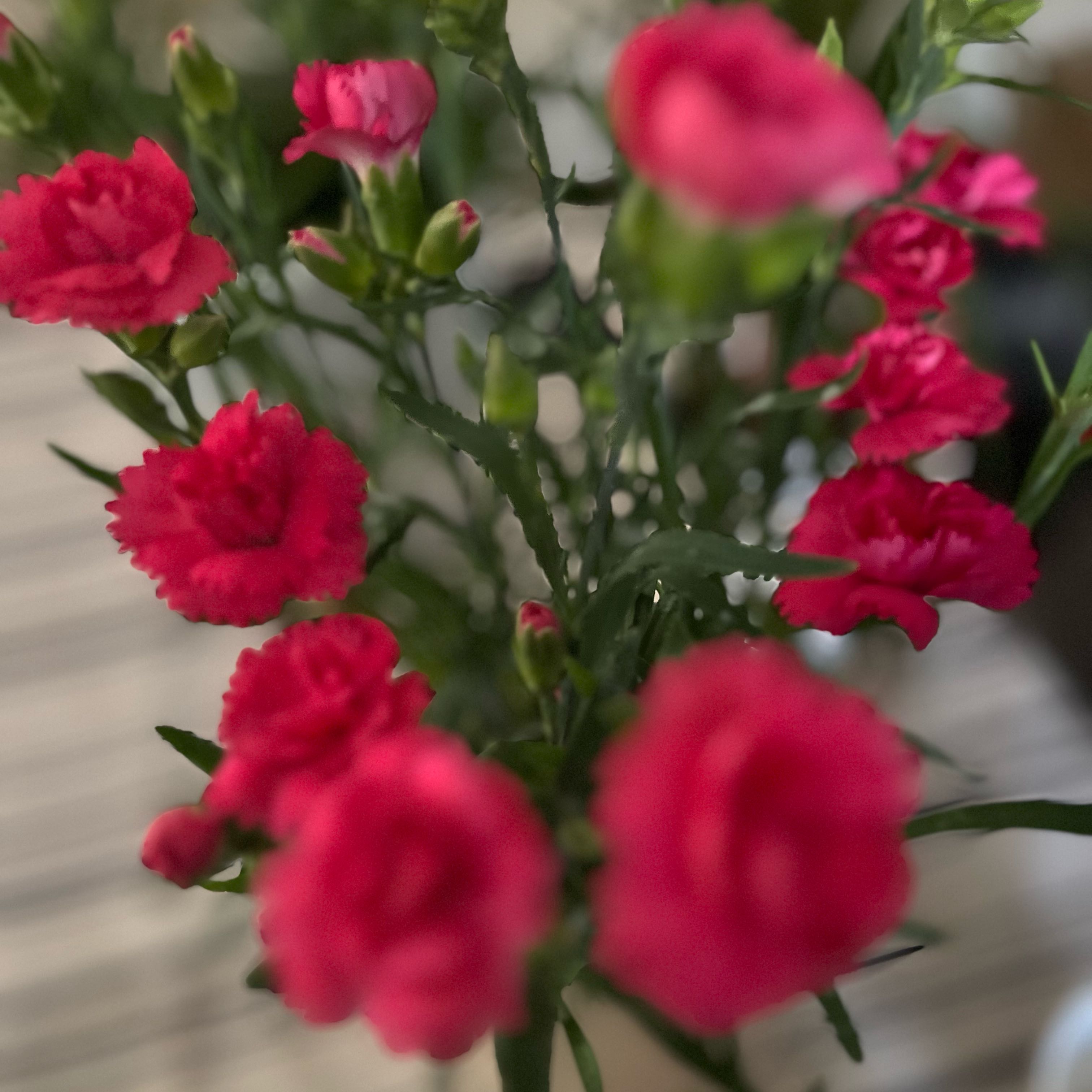 Photo of the plant species Carnation 'Oscar®' by @LightBagpod83 named Chica on Greg, the plant care app