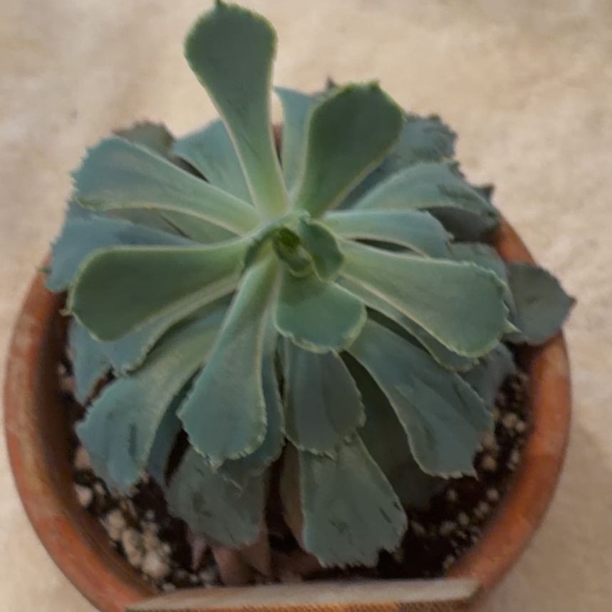 Photo of the plant species Echeveria 'Neon Breakers' by @TooUnique1 named Spike on Greg, the plant care app