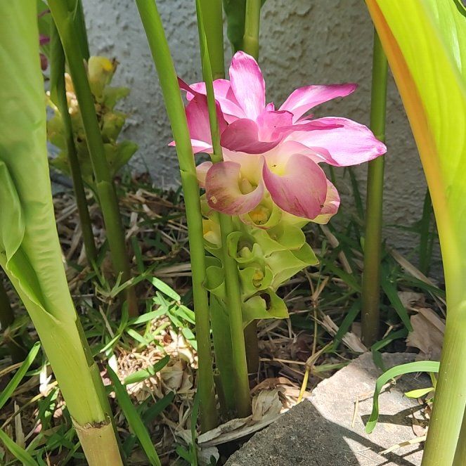 Photo of the plant species Torch Ginger by @VividAglaonema named Morgan Treeman on Greg, the plant care app