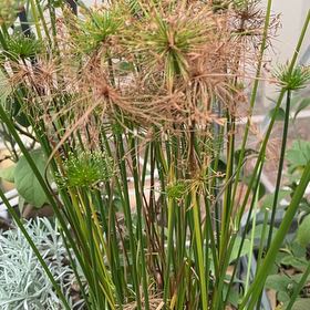 Photo of the plant species False Nutsedge by @InspiringChia32 named Bruce Lee on Greg, the plant care app