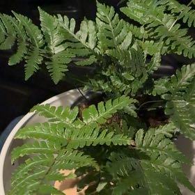 Photo of the plant species Oak Fern by @Kasuyamagoto named Zeus on Greg, the plant care app
