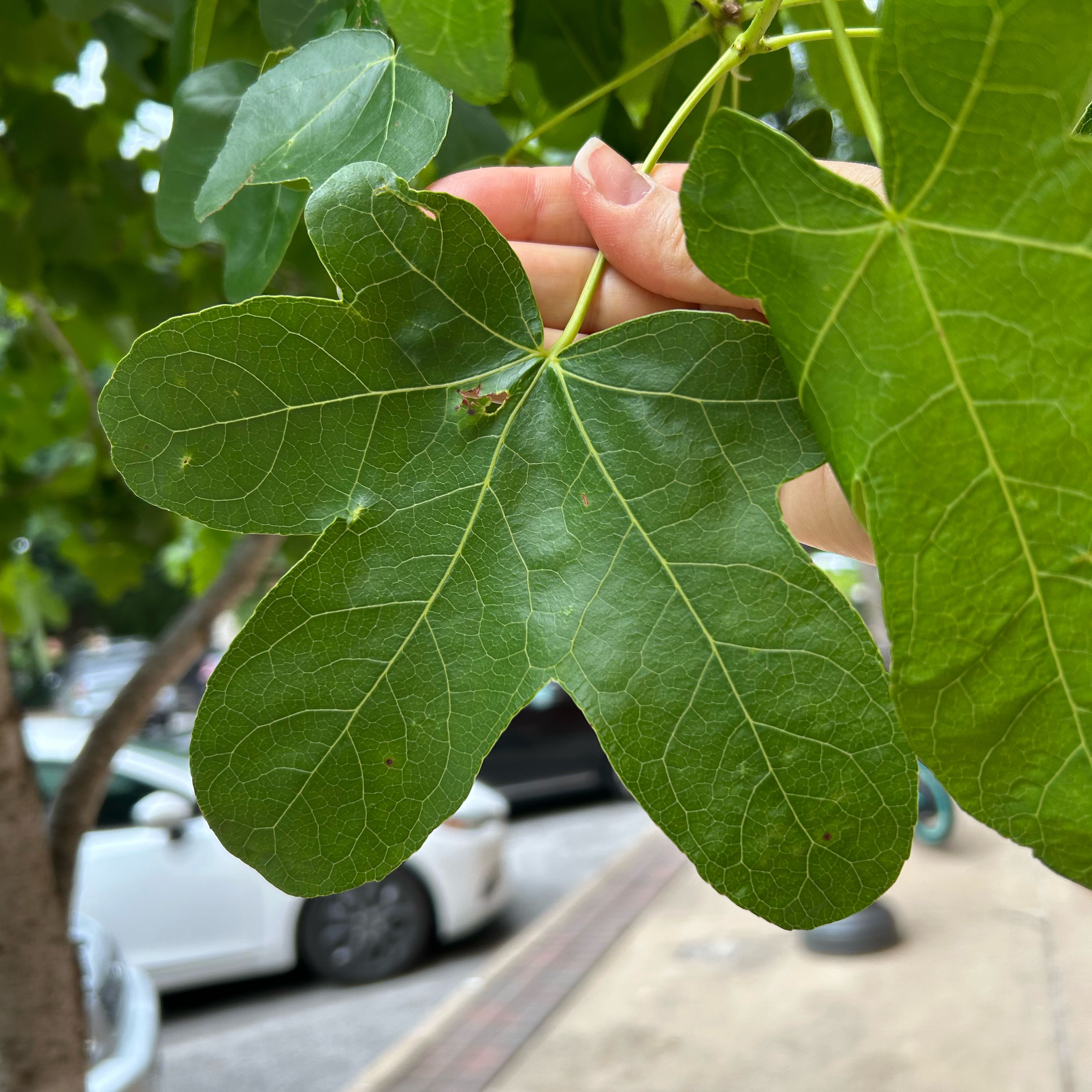Photo of the plant species Hedge Maple by @WorldlyWaxivy41 named Lola on Greg, the plant care app