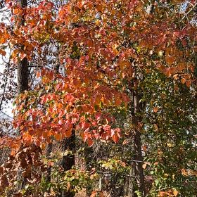Photo of the plant species Swamp Tupelo by @WorldlyWaxivy41 named Ronaldo on Greg, the plant care app