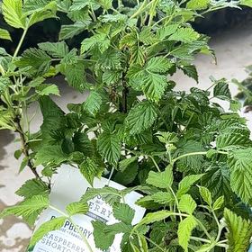Photo of the plant species Raspberry Shortcake by @FaithfulSquash named Curie on Greg, the plant care app