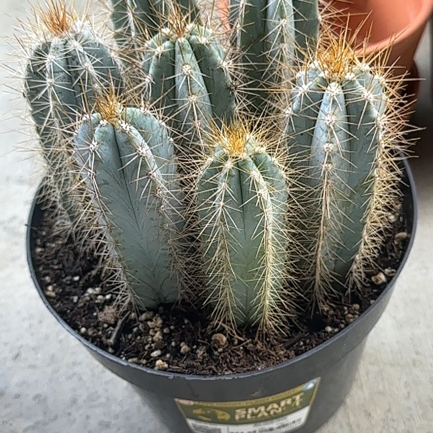 Photo of the plant species Pilosocereus azureus by @FaithfulSquash named Orwell on Greg, the plant care app