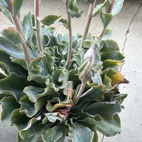 Photo of the plant species Echeveria Hawaii by @FaithfulSquash named Stella on Greg, the plant care app