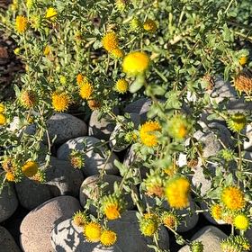Photo of the plant species Common Fleabane by @ExecChickenlips named Diana on Greg, the plant care app