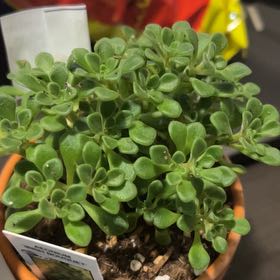 Photo of the plant species Irish Boquet by @CrediblePalqui named Lebron on Greg, the plant care app