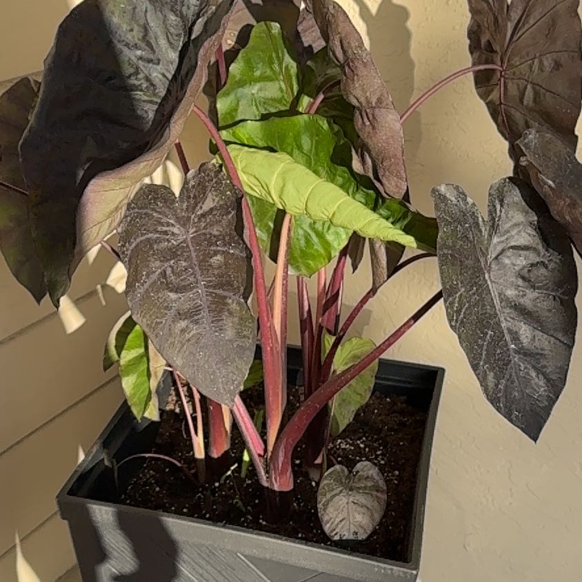 Photo of the plant species Colocasia by @WingedSpiderman named Fernie Mac on Greg, the plant care app